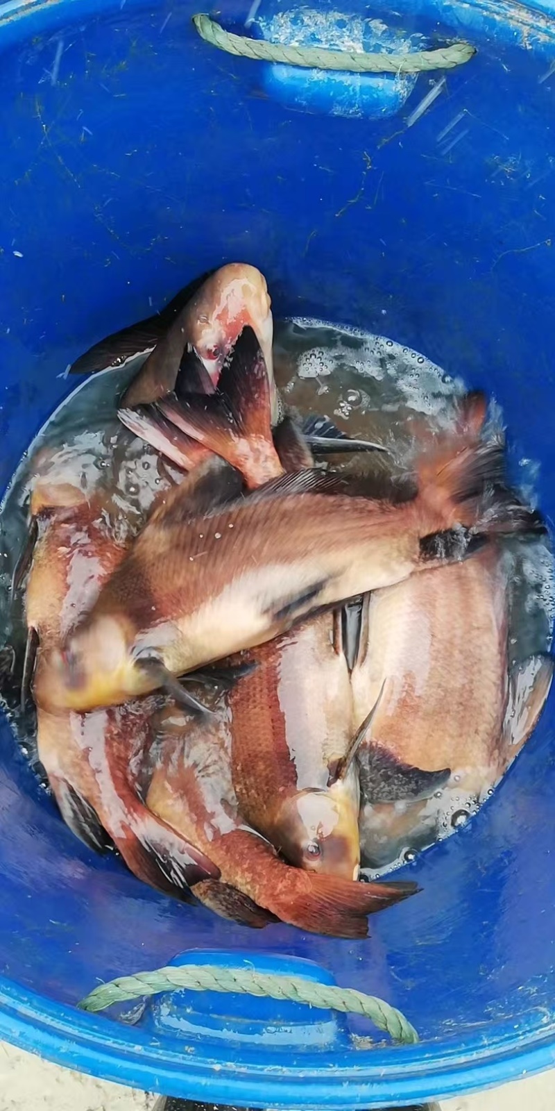 胭脂鱼苗/产区直发/货源充足/大量有货/欢迎选购