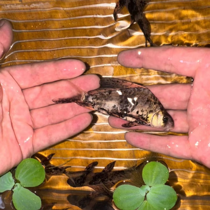 胭脂鱼苗/产区直发/货源充足/大量有货/欢迎选购
