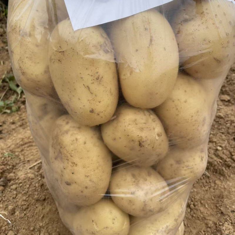 湖北黄心土豆对接全国价格美丽质量好软糯香甜价格美丽热卖中