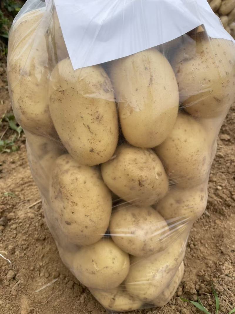 湖北黄心土豆对接全国价格美丽质量好软糯香甜价格美丽热卖中