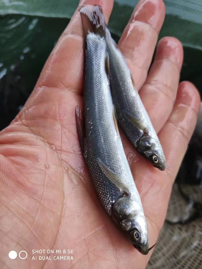 银鳕鱼鱼苗/基地直发/货源充足/大量有货
