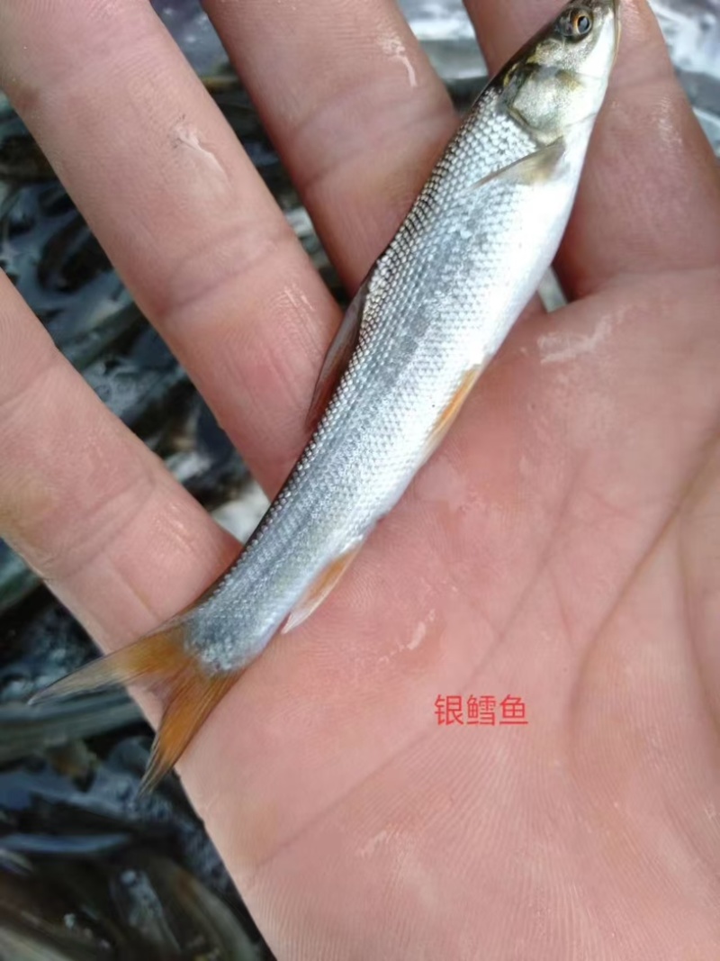 银鳕鱼鱼苗/基地直发/货源充足/大量有货