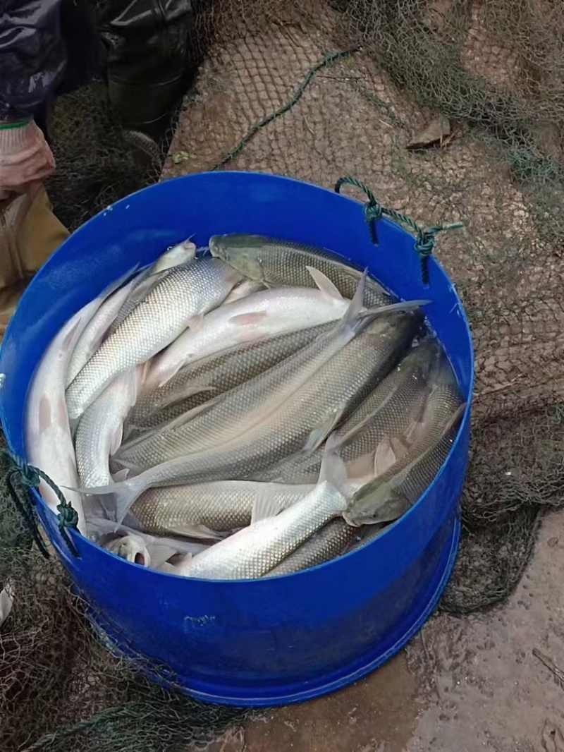银鳕鱼鱼苗/基地直发/货源充足/大量有货