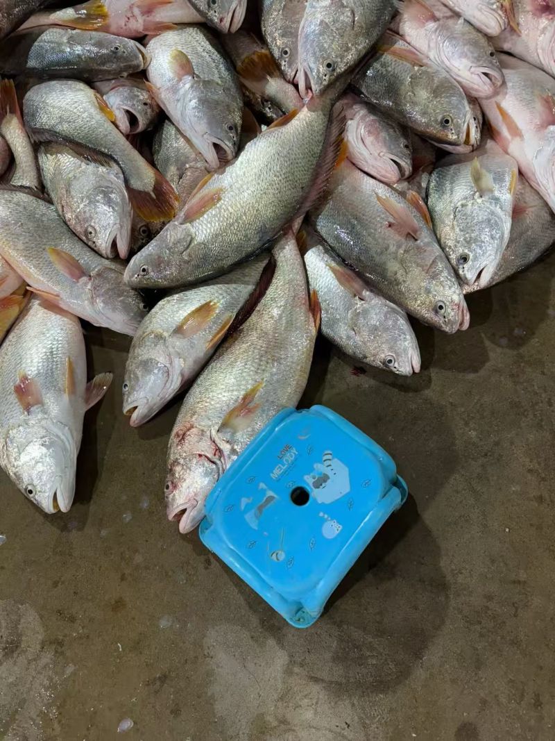 鲜货，，冻货都有，，常年有货，需要联系，