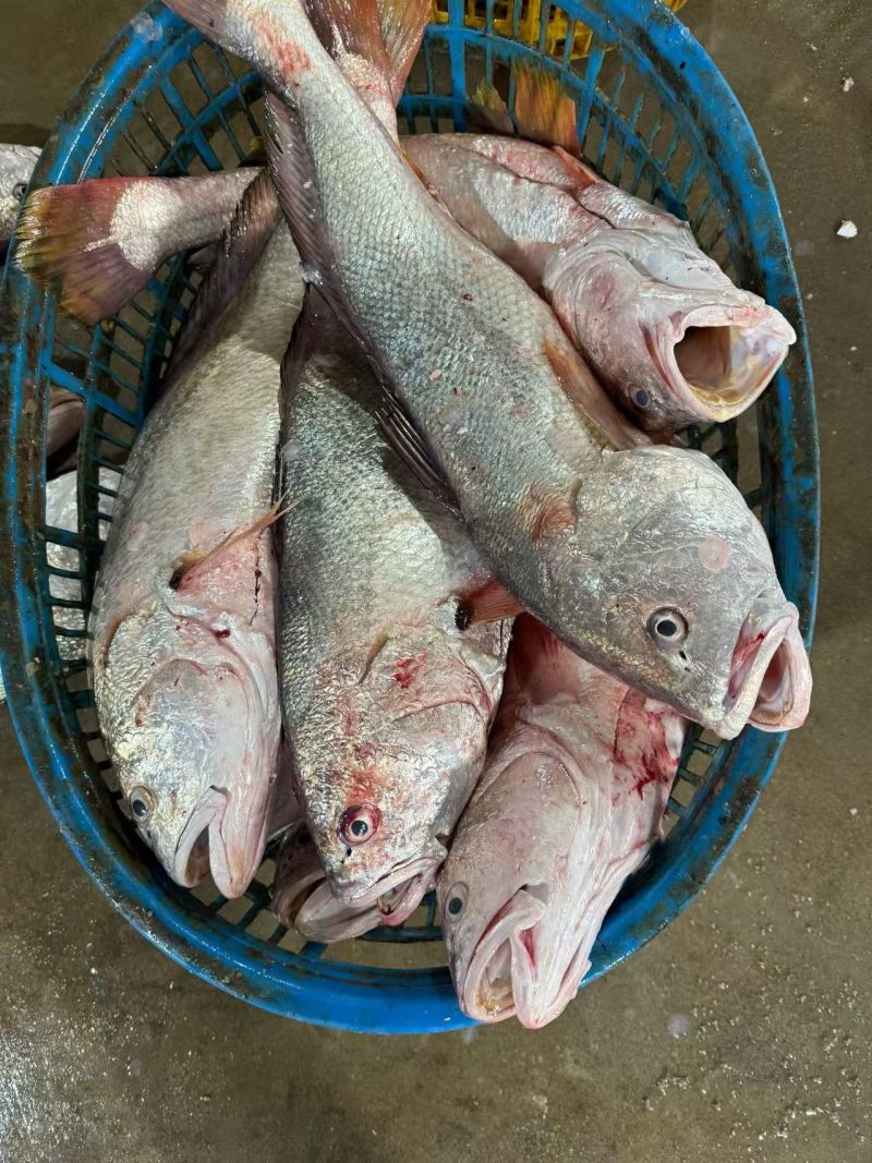 鲜货，，冻货都有，，常年有货，需要联系，
