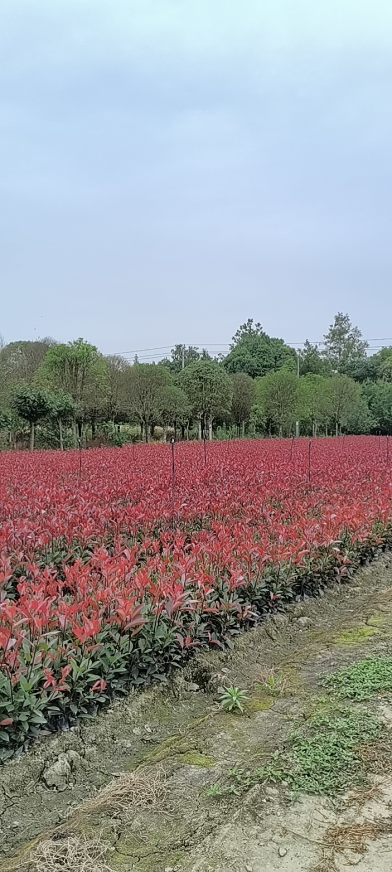 精品红叶石楠容器苗，高度30-50厘米，大小杯各种规格