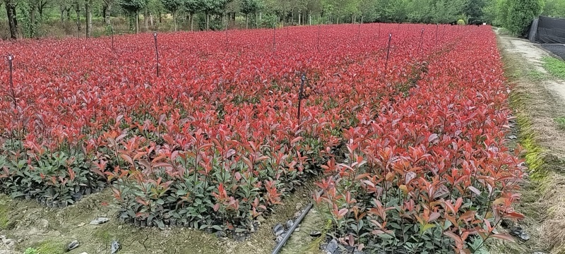 精品红叶石楠容器苗，高度30-50厘米，大小杯各种规格