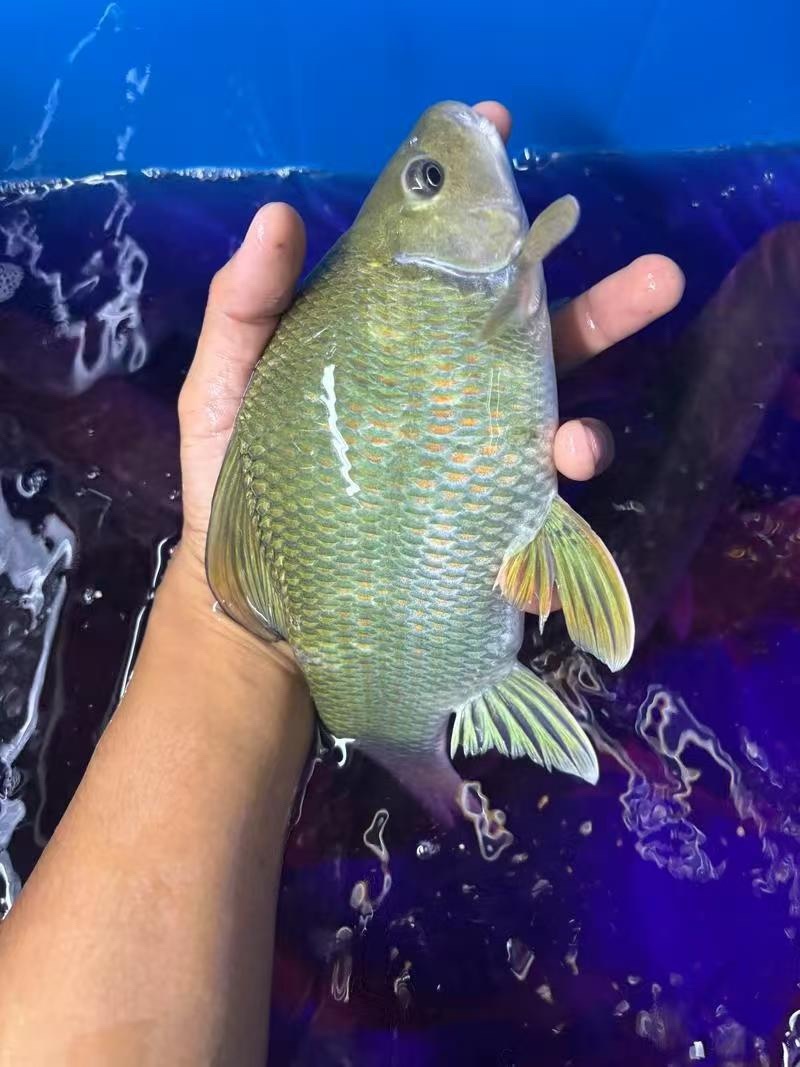 岩元鲤鱼苗/产区直发/货源充足/欢迎选购