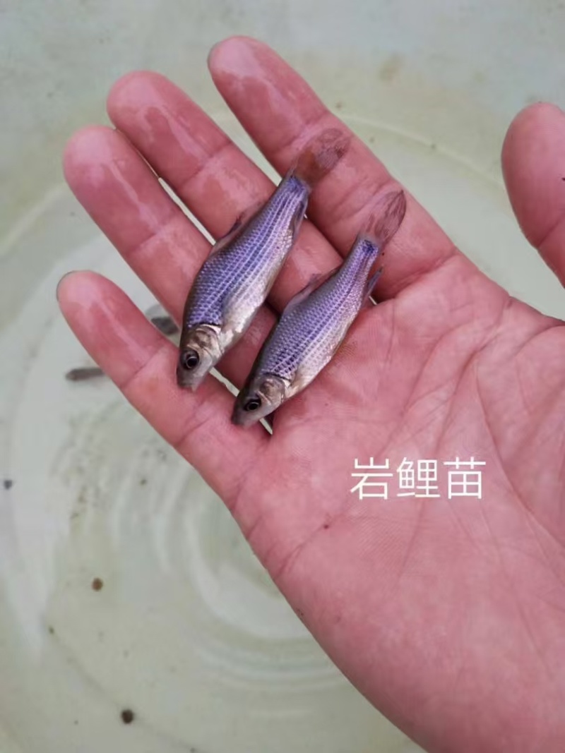 岩元鲤鱼苗/产区直发/货源充足/欢迎选购