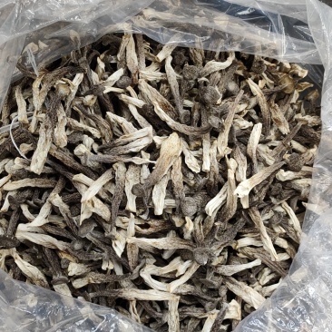 精品鹿茸菇，菇帽完整，菇杆壮实，大小均匀，无碎渣，无碎渣