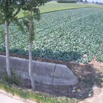 河南濮阳甘蓝