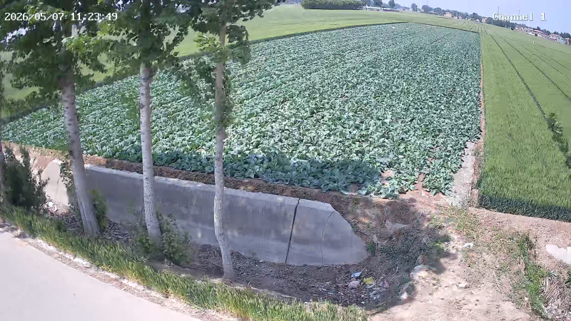 河南濮阳甘蓝