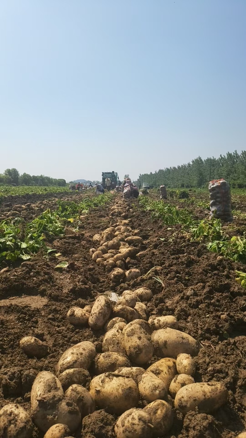 精选黄心土豆沃土、实验一号、刘平一号供应市场电商工厂