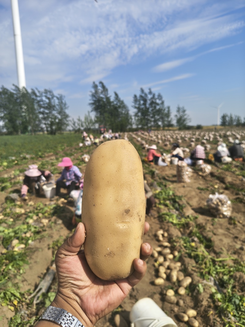 精选黄心土豆沃土、实验一号、刘平一号供应市场电商工厂
