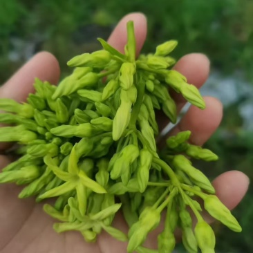 夜香花尖花