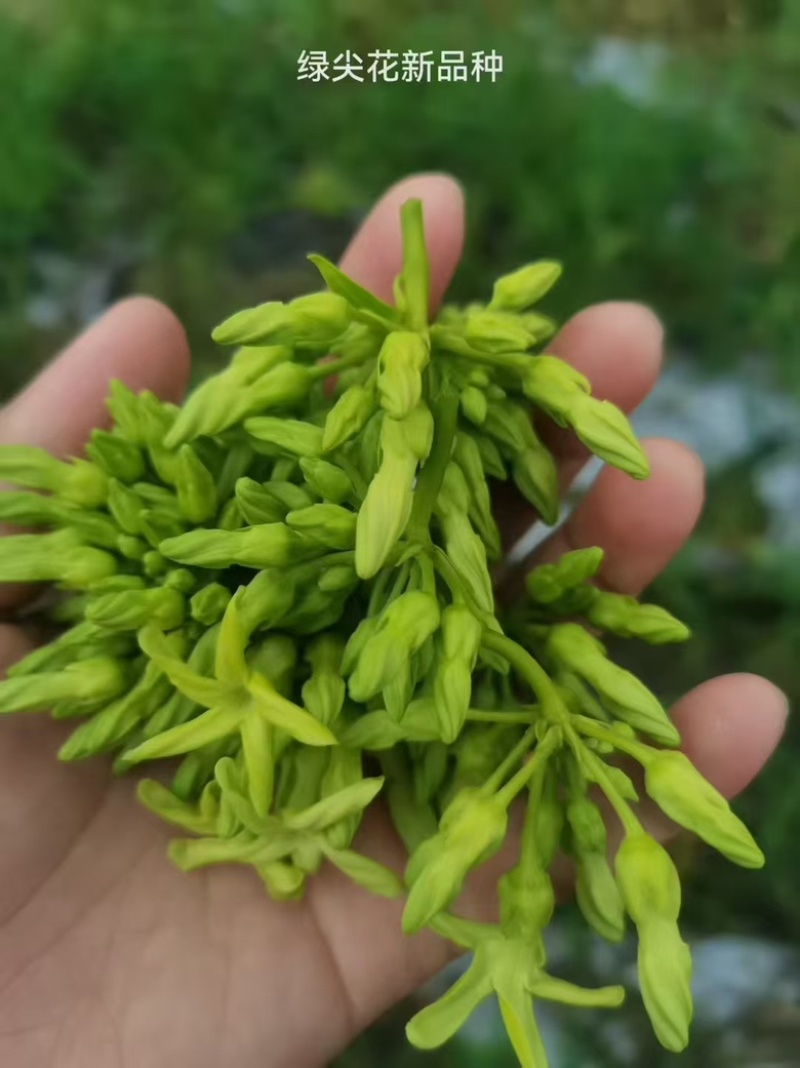 夜香花尖花