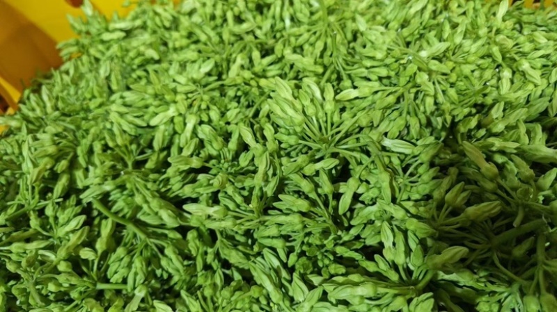 夜香花尖花