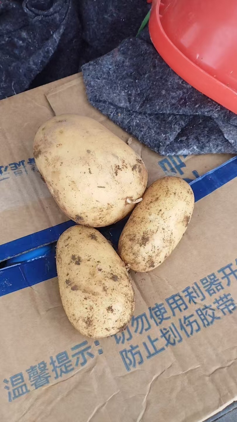 沃土土豆，产地直发，大量有货，欢迎各位老板咨询采购