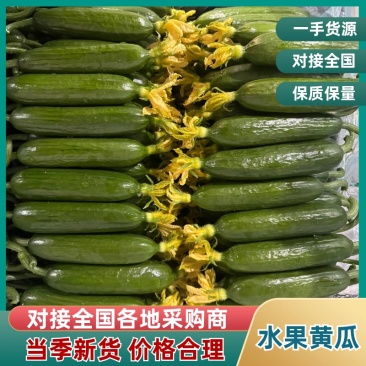 小黄瓜产地直发对接全国商超量大从优质量好