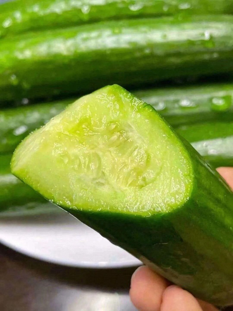 小黄瓜产地直发对接全国商超量大从优质量好