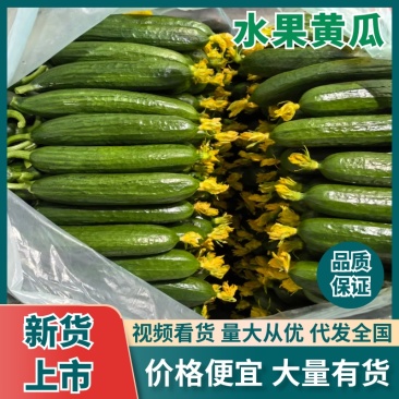 山东寿光水果黄瓜大量上市产地直发对接全国