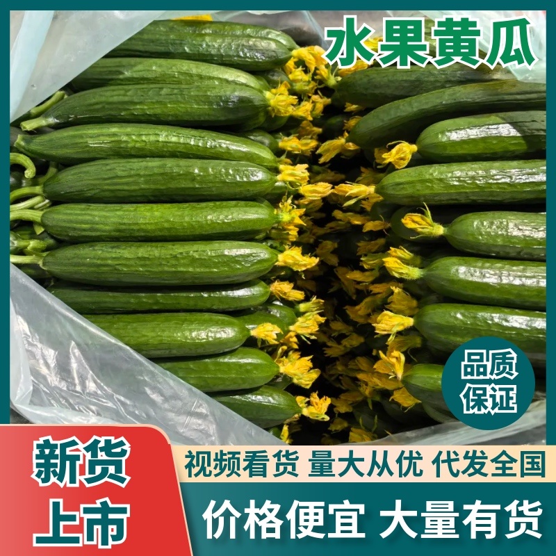 山东寿光水果黄瓜大量上市产地直发对接全国
