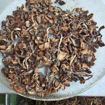 黑龙江特产榛蘑地头价出售