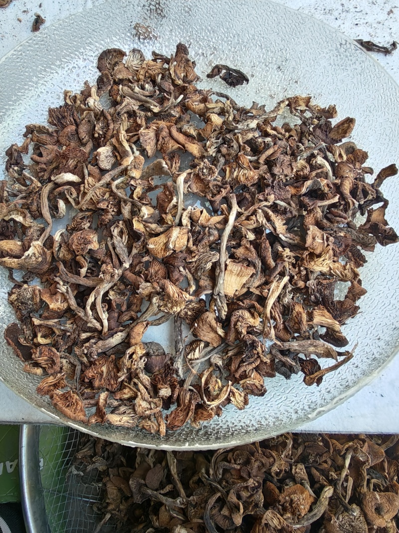 黑龙江特产榛蘑地头价出售