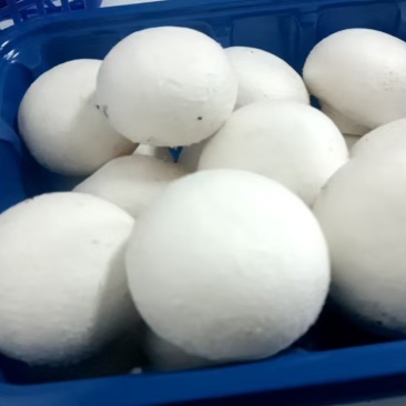 双孢菇