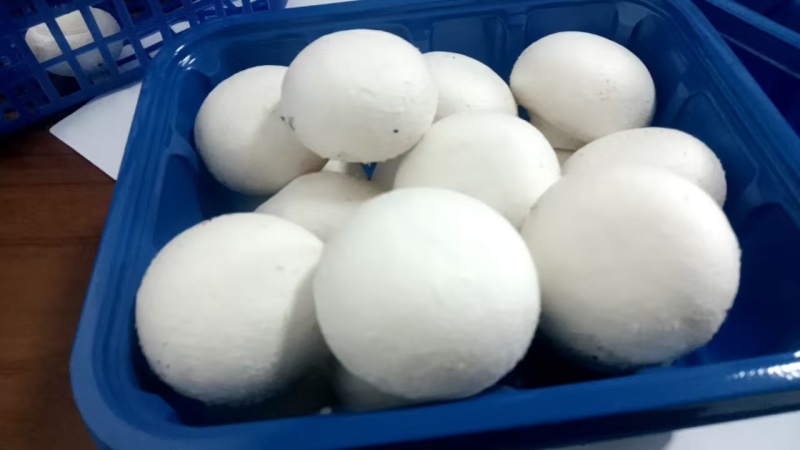 双孢菇