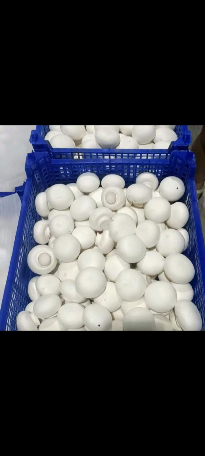双孢菇