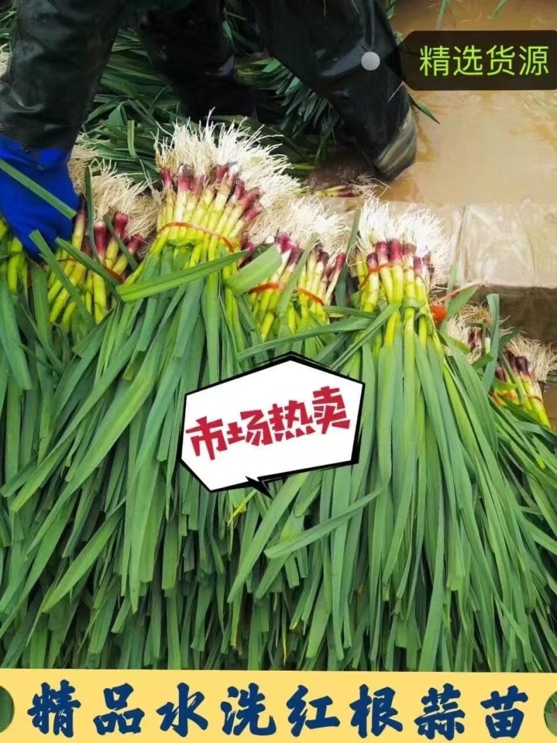 红根蒜苗，专业小捆水洗，供应商超电商，货源充足