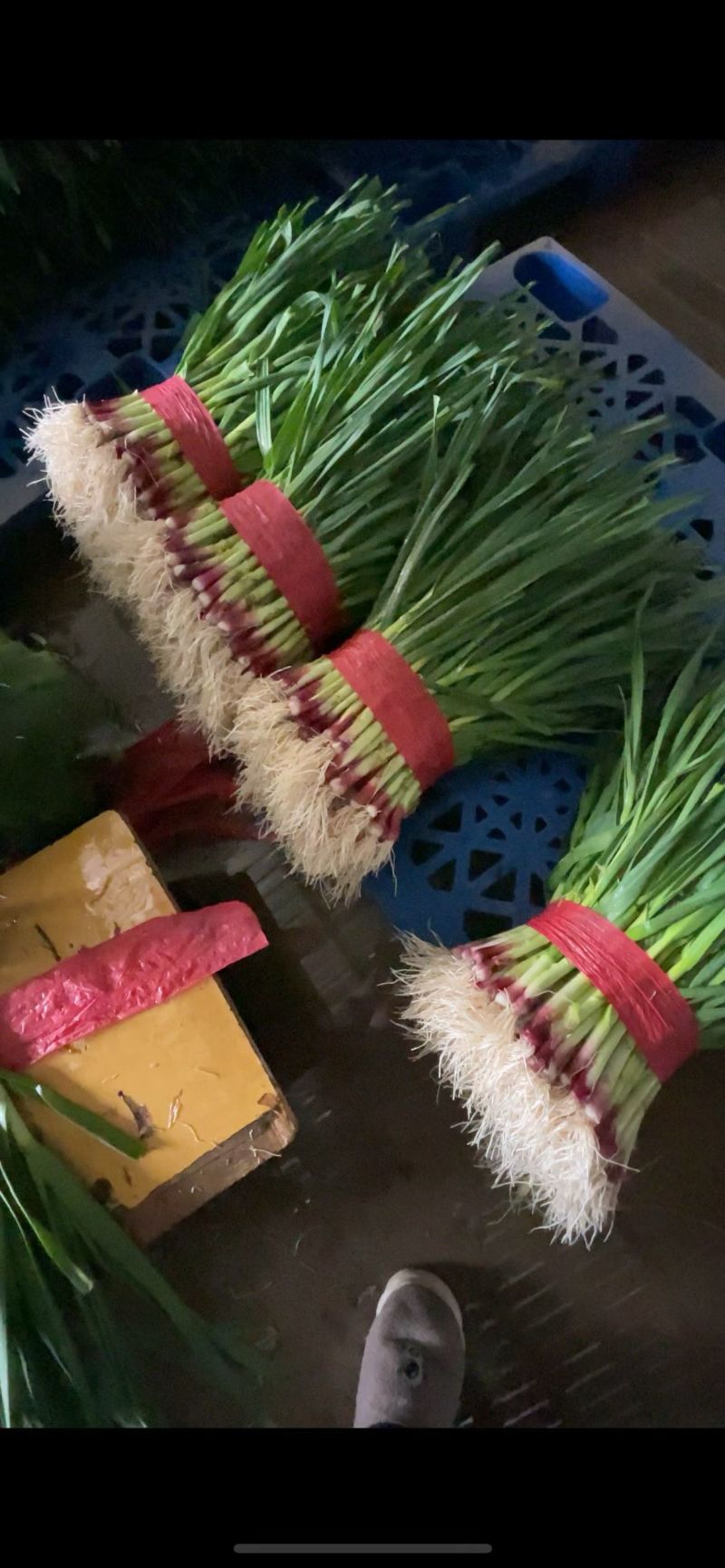 红根蒜苗，专业小捆水洗，供应商超电商，货源充足
