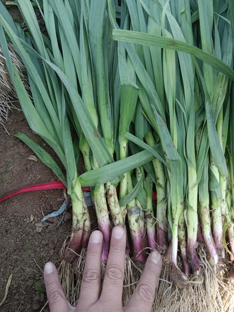 红根蒜苗，专业小捆水洗，供应商超电商，货源充足