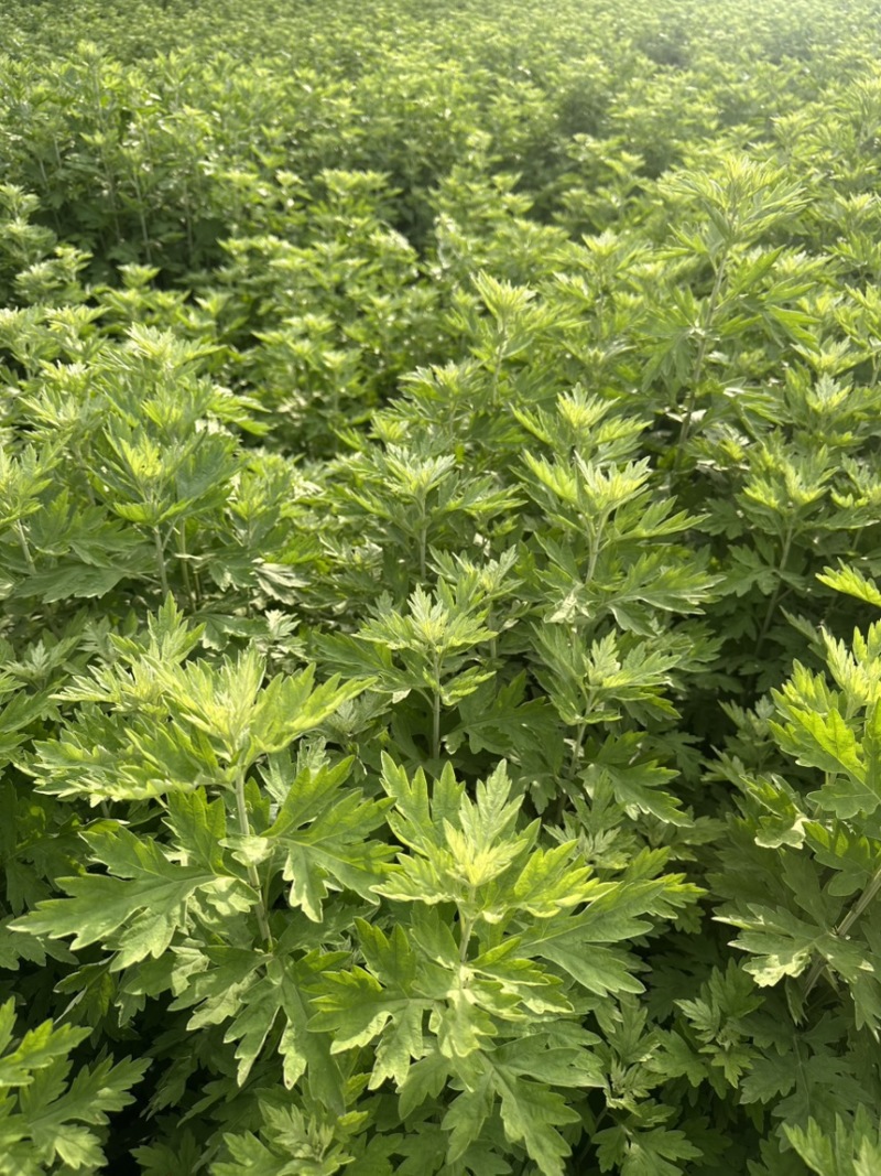 今年的新艾草下来了需要的联系我哦