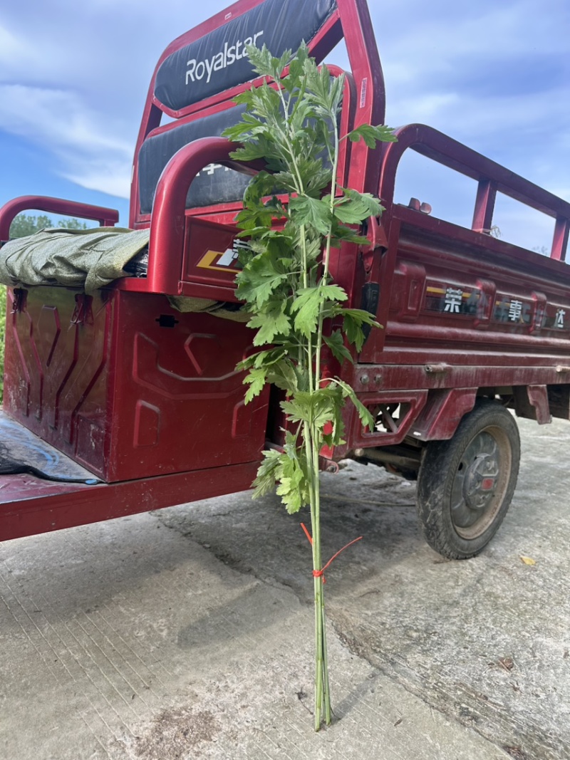 今年的新艾草下来了需要的联系我哦