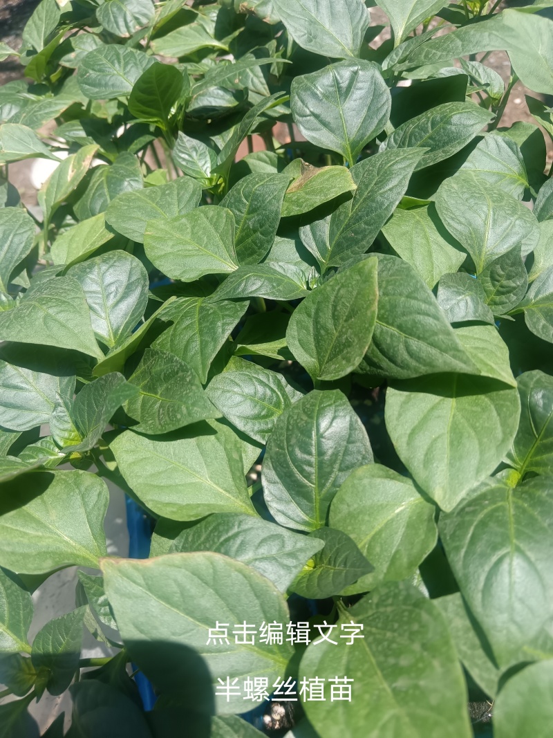 大朋批发螺丝，辣椒苗