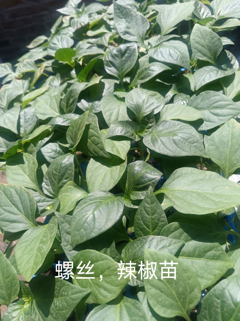 大朋批发螺丝，辣椒苗