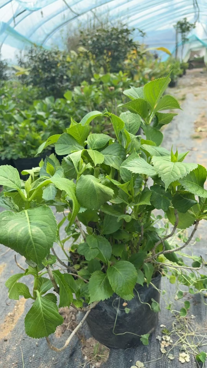 无尽夏绣球，多年生半草半木，自产自销，基地直发。