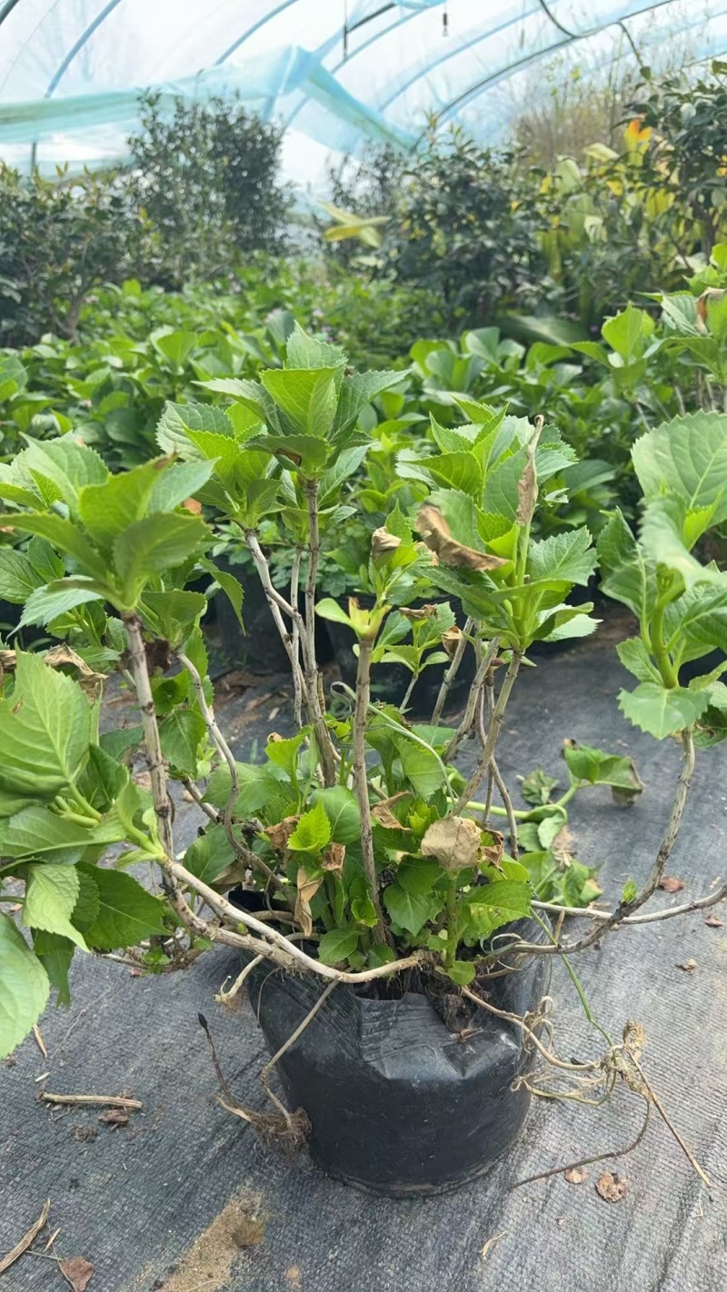 无尽夏绣球，多年生半草半木，自产自销，基地直发。