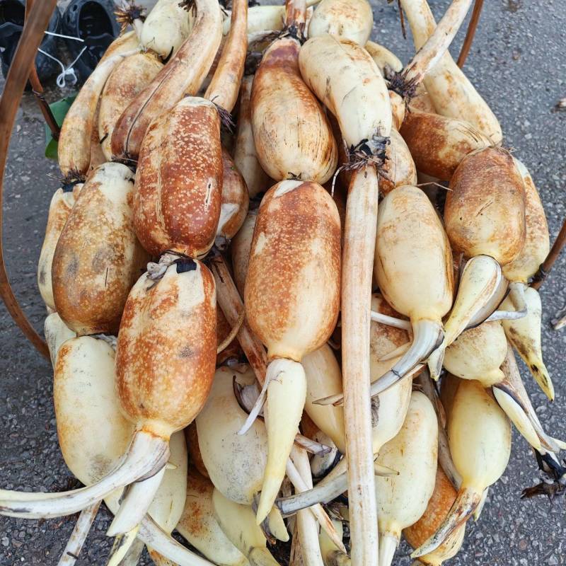 新莲藕大量上市