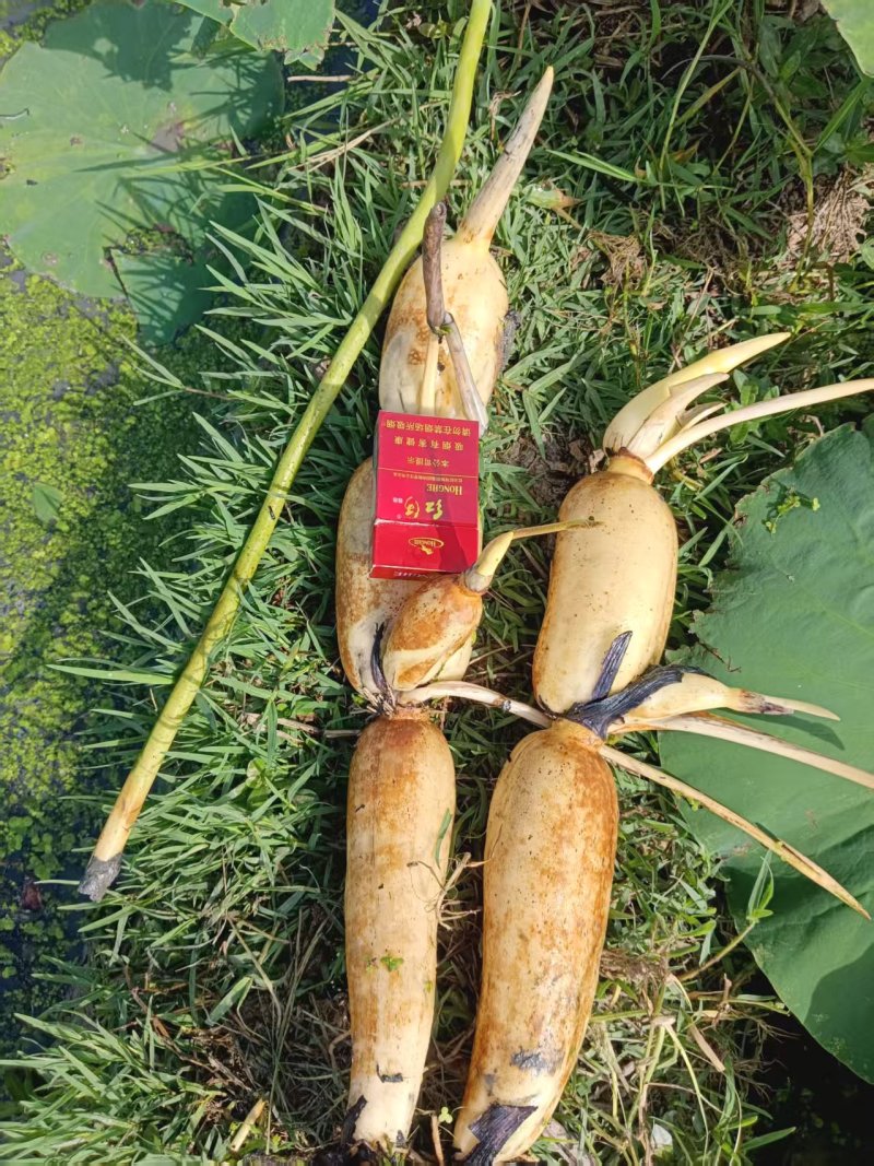新莲藕大量上市