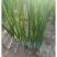 长白大葱苗