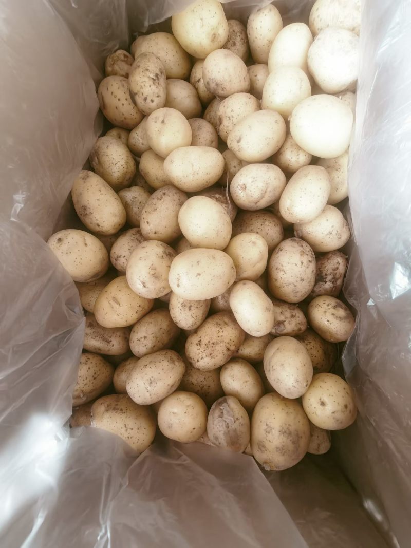 滕州精品小土豆新土豆，10公斤小箱八钱到一两四大量供应