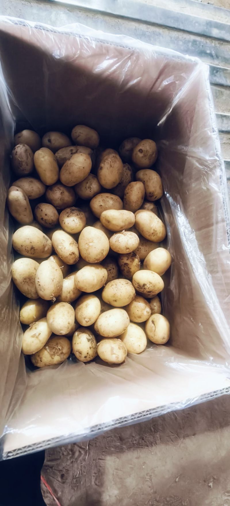 滕州精品小土豆新土豆，10公斤小箱八钱到一两四大量供应