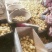 滕州精品小土豆新土豆，10公斤小箱八钱到一两四大量供应