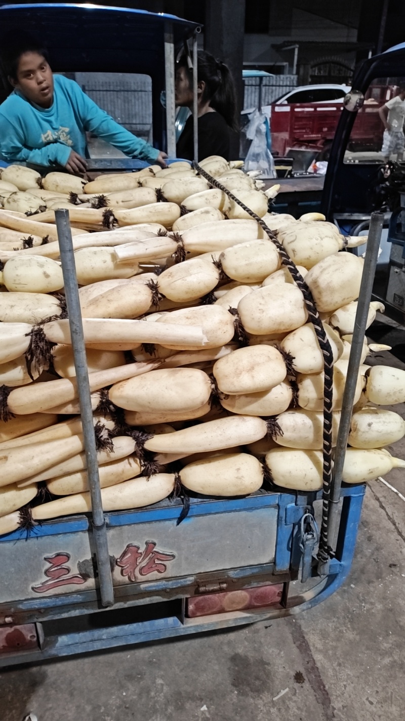 新莲藕大量上市
