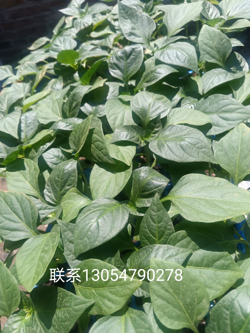 大朋批发辣椒苗