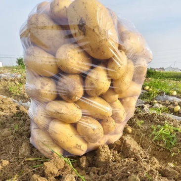 精品土豆基地大量上市，对接各大商超，对接全国各地批发市场
