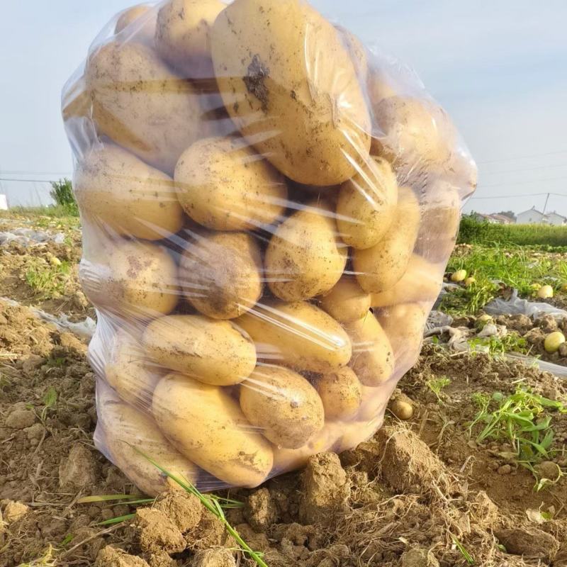 精品土豆基地大量上市，对接各大商超，对接全国各地批发市场